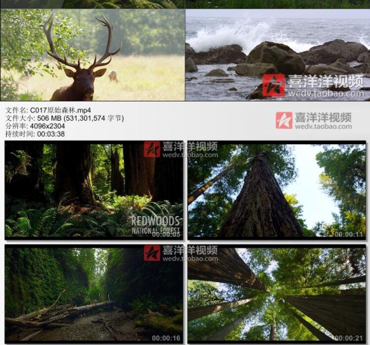 C017原始森林自然风景云雾树林清新热带雨林参天大树实拍视频素材