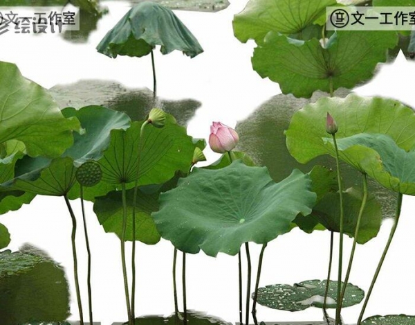 水生植物荷花湿地白鹭水杉柳树PSD高清ps拼贴景观分层效果图素材